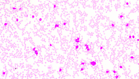 原代細胞計數(shù)